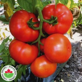 Caiman Organic Tomato Thumbnail